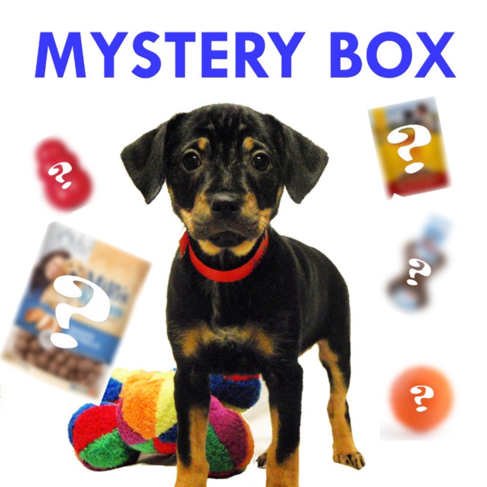 🐶 BIG New Dog Mystery Box Amazon Birthday Bark Gift Bundle Lot